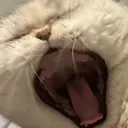 mou_yawn