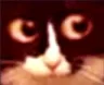 NervousCat NervousCat