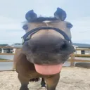 honse