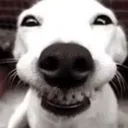 dog_smile