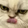 mou_mad_mlep mou_mad_mlep