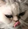 mou_mlep mou_mlep