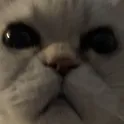 mou_plz_respond mou_plz_respond