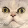 mou_shocked mou_shocked