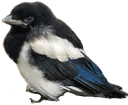 babymagpie