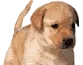 puppy_wag