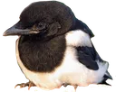 babymagpie2