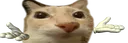 yonose