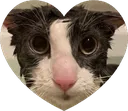 soggyheart