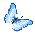 bluebutterfly