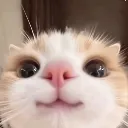 catsmiley