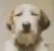 fuckassdog