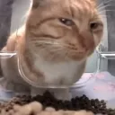 cat_sideye