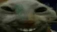 xddShaking