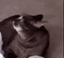 CatAlert