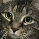 leescat