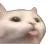 cat_tease