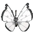 lalablackwhitebutterfly