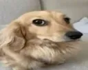 WhatTheHellyDog