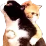 :kittles: