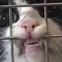 catincage