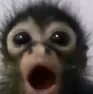 MonkeyWhat