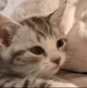Keai_Meo_Patpat