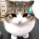 cat_sweat cat_sweat