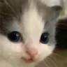 hehe hehe