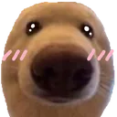 DoggyBlush