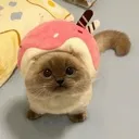 stare