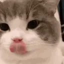 CatMlem