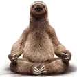 yoga_sloth