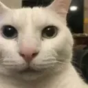 gatoque
