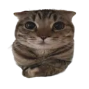 emoji_15