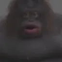 dokka