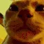 catvibing