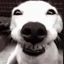 dogsmile