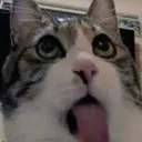 lickingcat