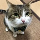 gentlecat