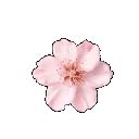 LalaPinkflowerx