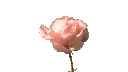 blooming_flower blooming_flower