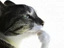 thinkingcat thinkingcat