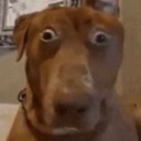 doggo_shiiiii Discord Emoji - The Lumberyard™