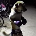 doggo_fight custom emote | The Lumberyard™