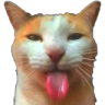 bleh_cat Discord Emoji from NitroLoot | Free Nitro Giveaways &  Community