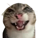mischievousrigby