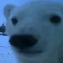 bo bo