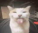 Lick Lick