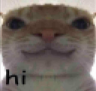 cat_hi Discord emoji